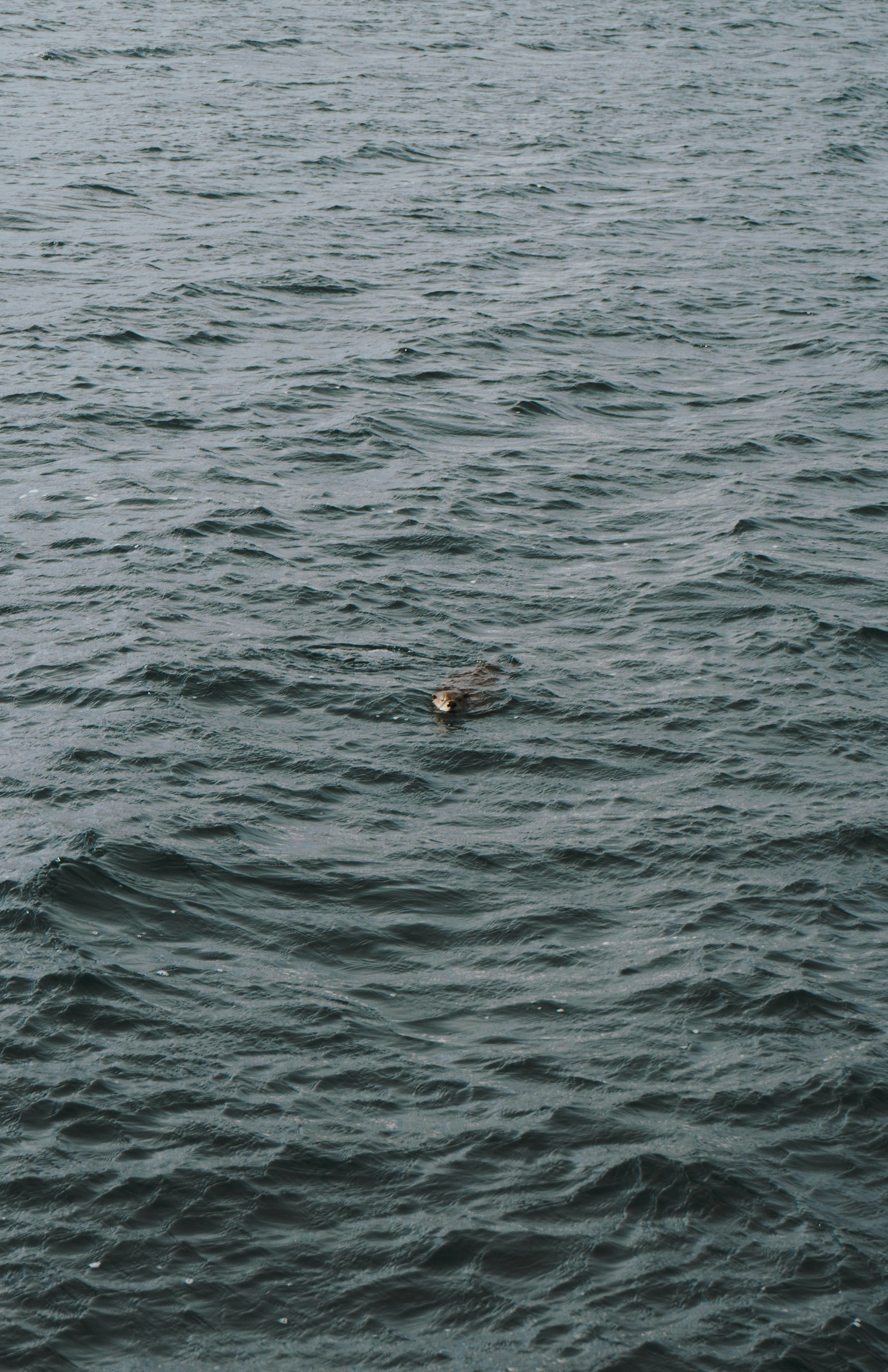 person swimming on blue sea during daytime